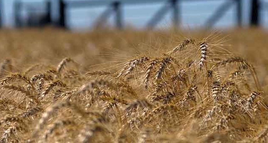 LA PRODUCCIÓN DE TRIGO CAERÁ UN 30% INTERANUAL