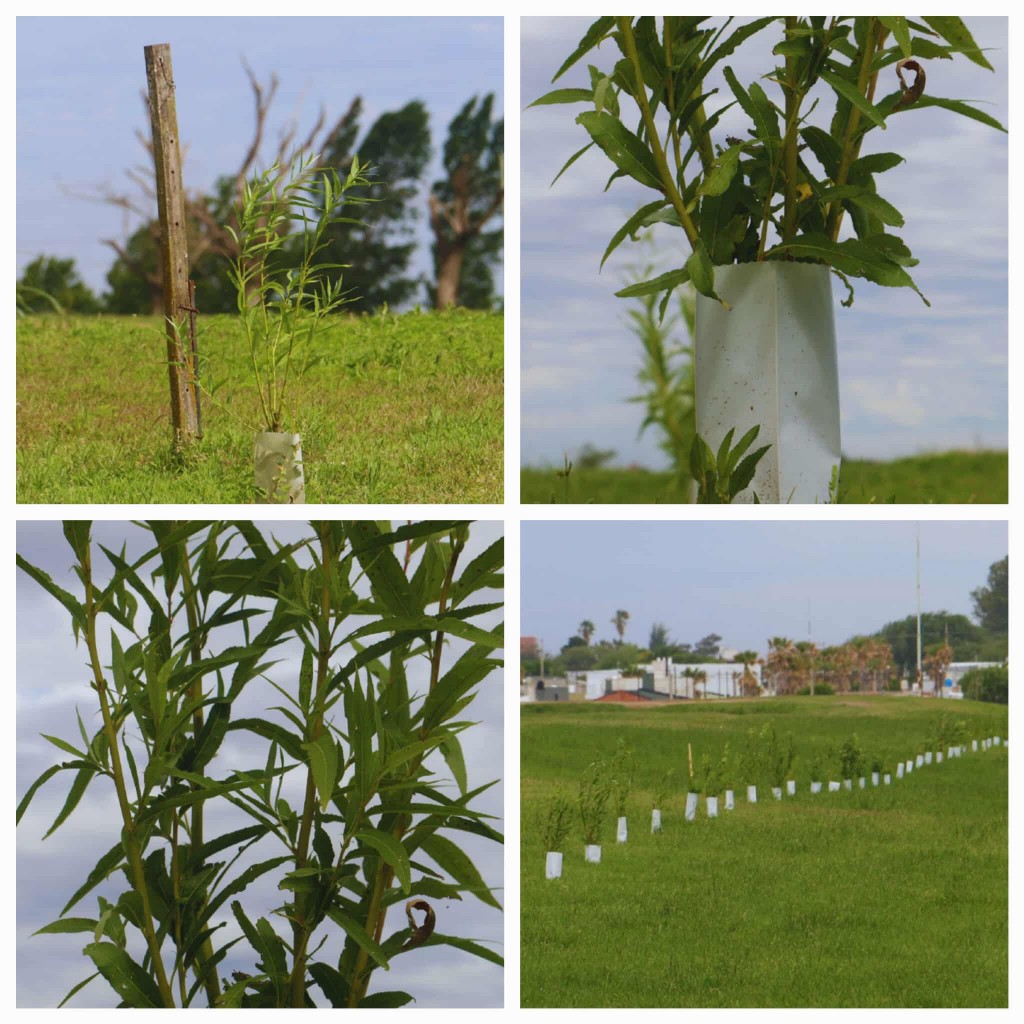 LOS SAUCES DEL ECO CLUB CRECEN Y EMBELLECEN EL PREDIO