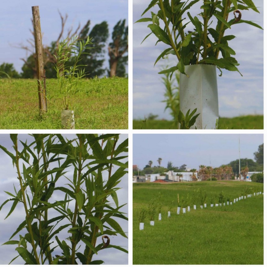 LOS SAUCES DEL ECO CLUB CRECEN Y EMBELLECEN EL PREDIO