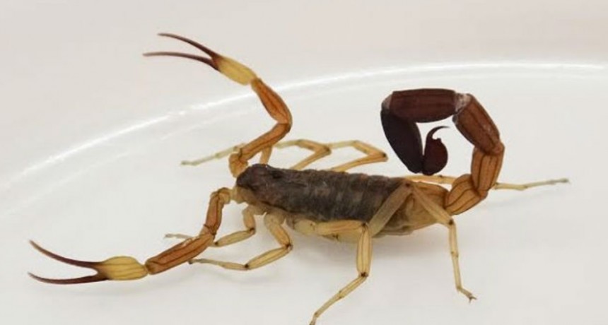 PREVENCIÓN ANTE LA PRESENCIA DE ALACRANES