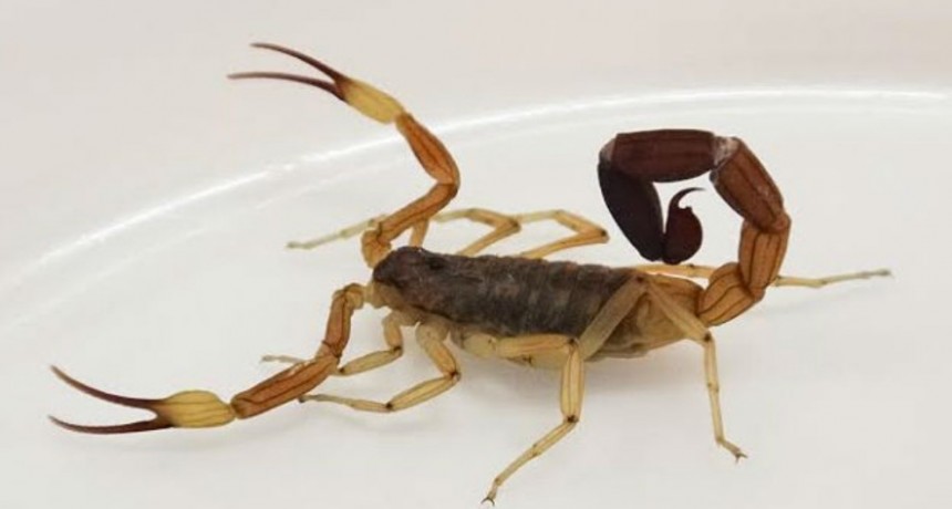 PRECAUCIÓN ANTE LA PRESENCIA DE ALACRANES